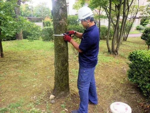 まずはやる気があればOK！自然や緑、樹木が好きな方をお待ちしております。