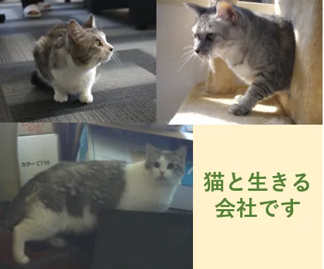 エイゼンコーポレーションは猫と生きる会社です。今日も多数の猫ちゃんが出勤中！